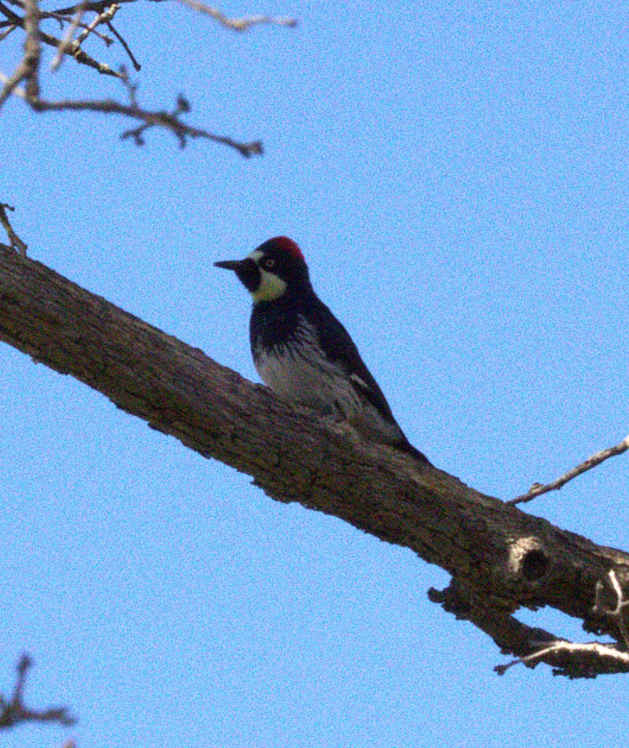 Желудёвый дятел - ML647782892