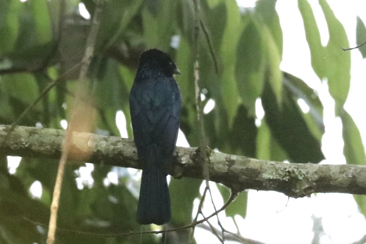 Ракетохвостый дронго - ML647782893