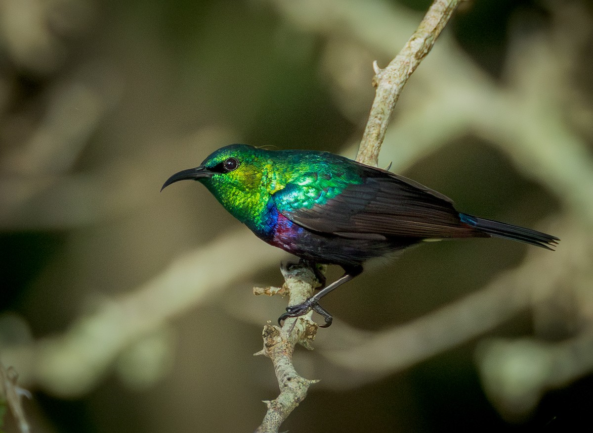 Сиреневогрудая нектарница - ML647782894