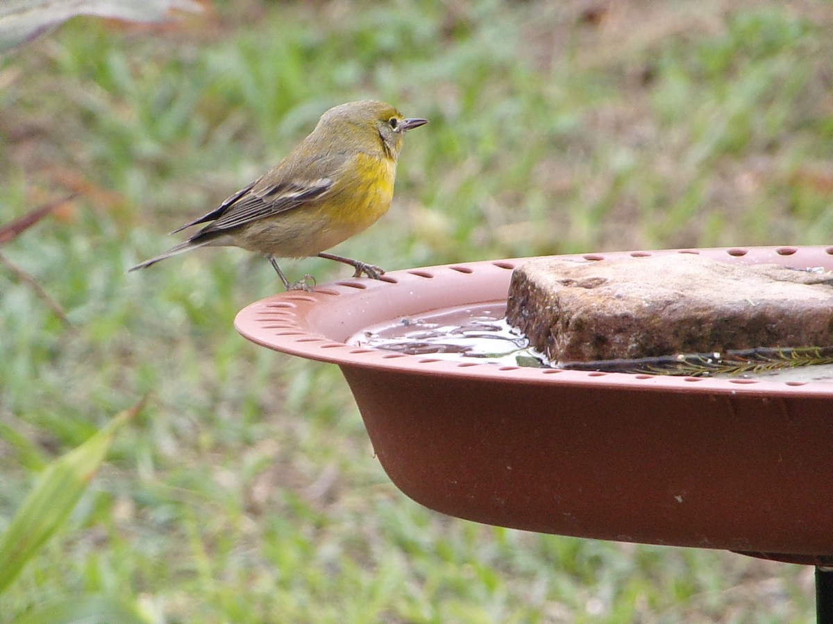 Pine Warbler - ML647782904