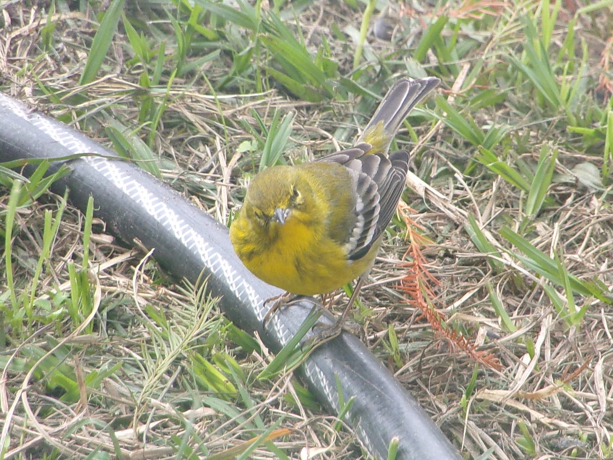 Pine Warbler - ML647782905