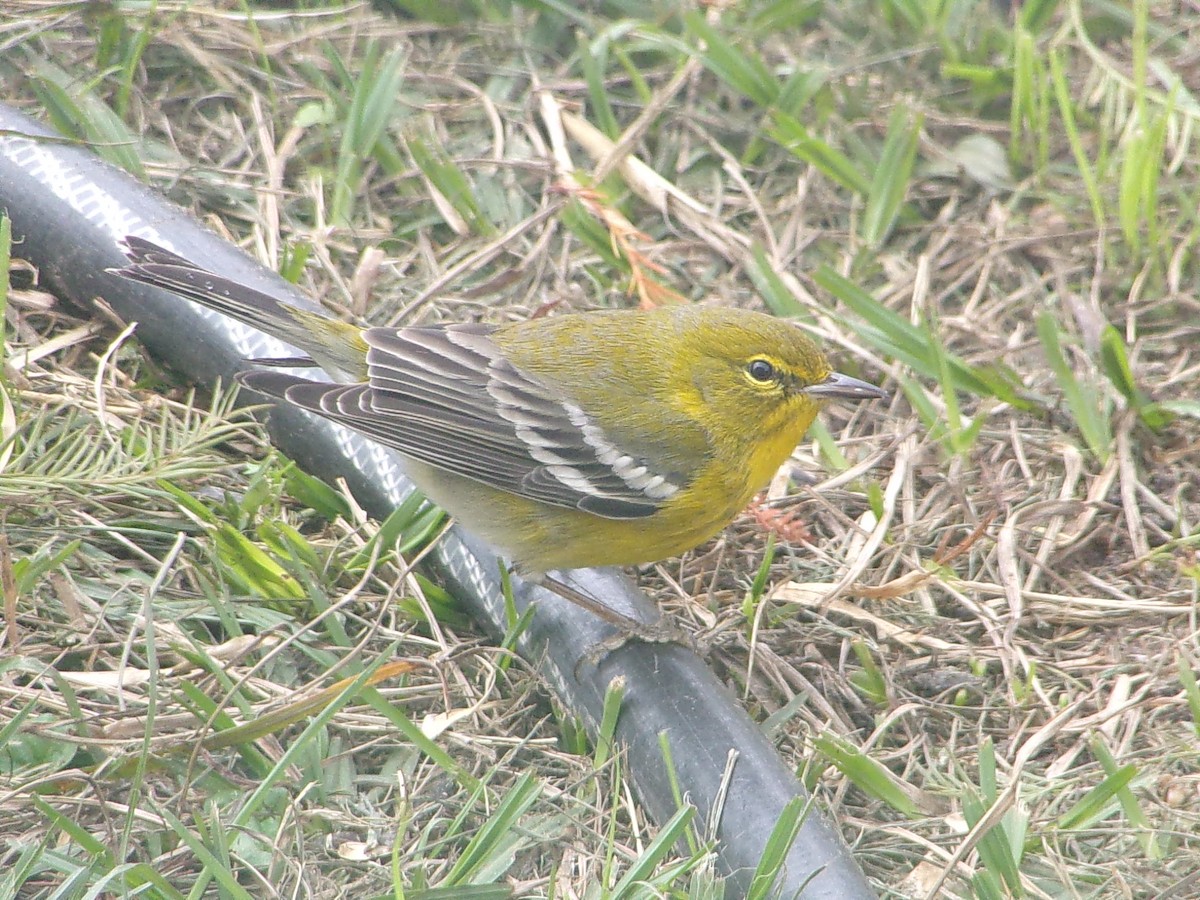 Pine Warbler - ML647782906