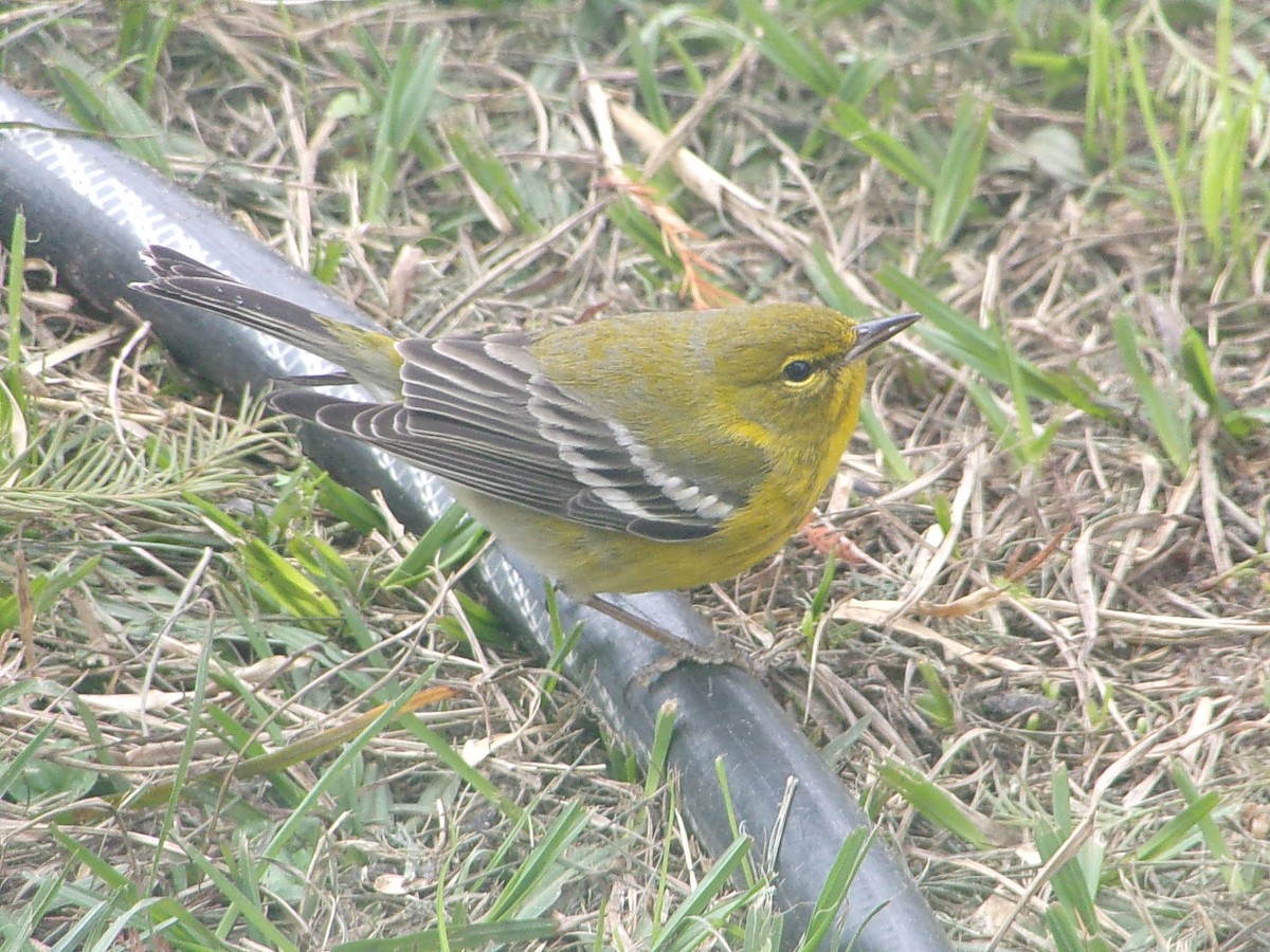 Pine Warbler - ML647782907