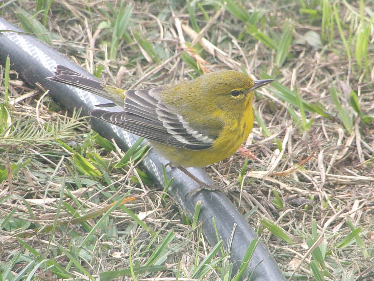 Pine Warbler - ML647782908