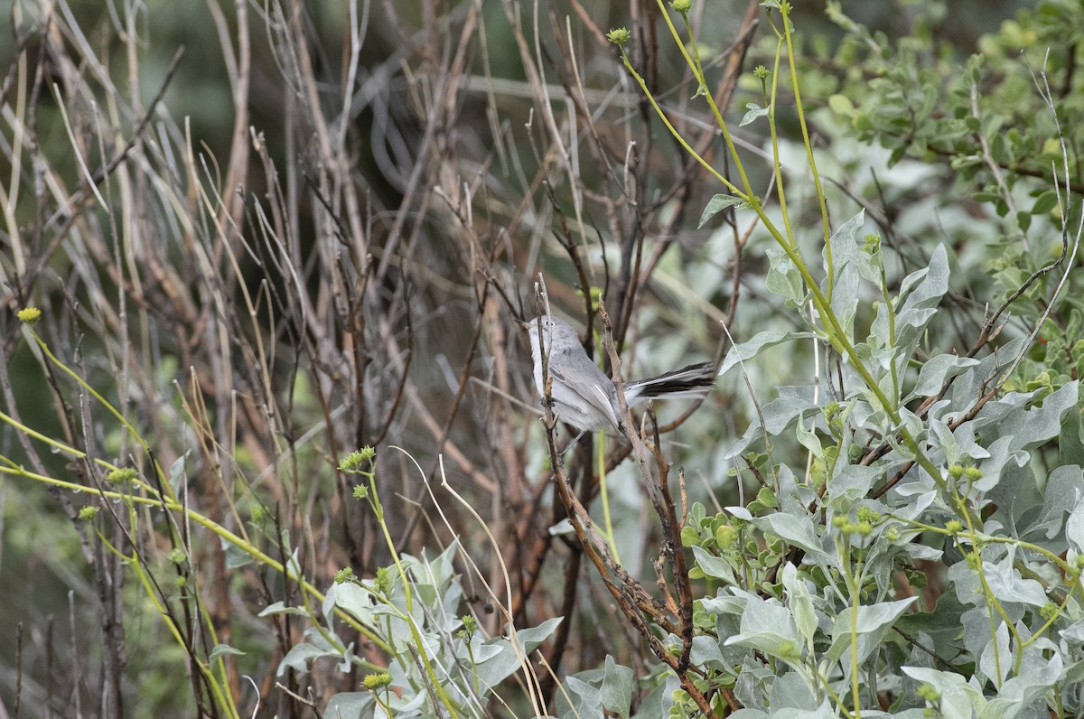 Blue-gray Gnatcatcher - ML647782913