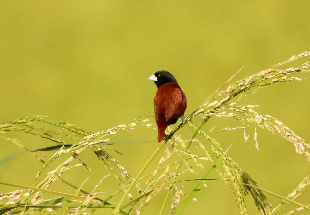 Capucin à tête noire - ML647782921
