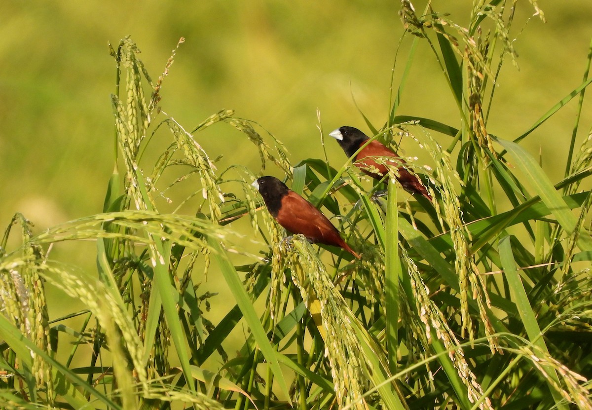 Capucin à tête noire - ML647782922