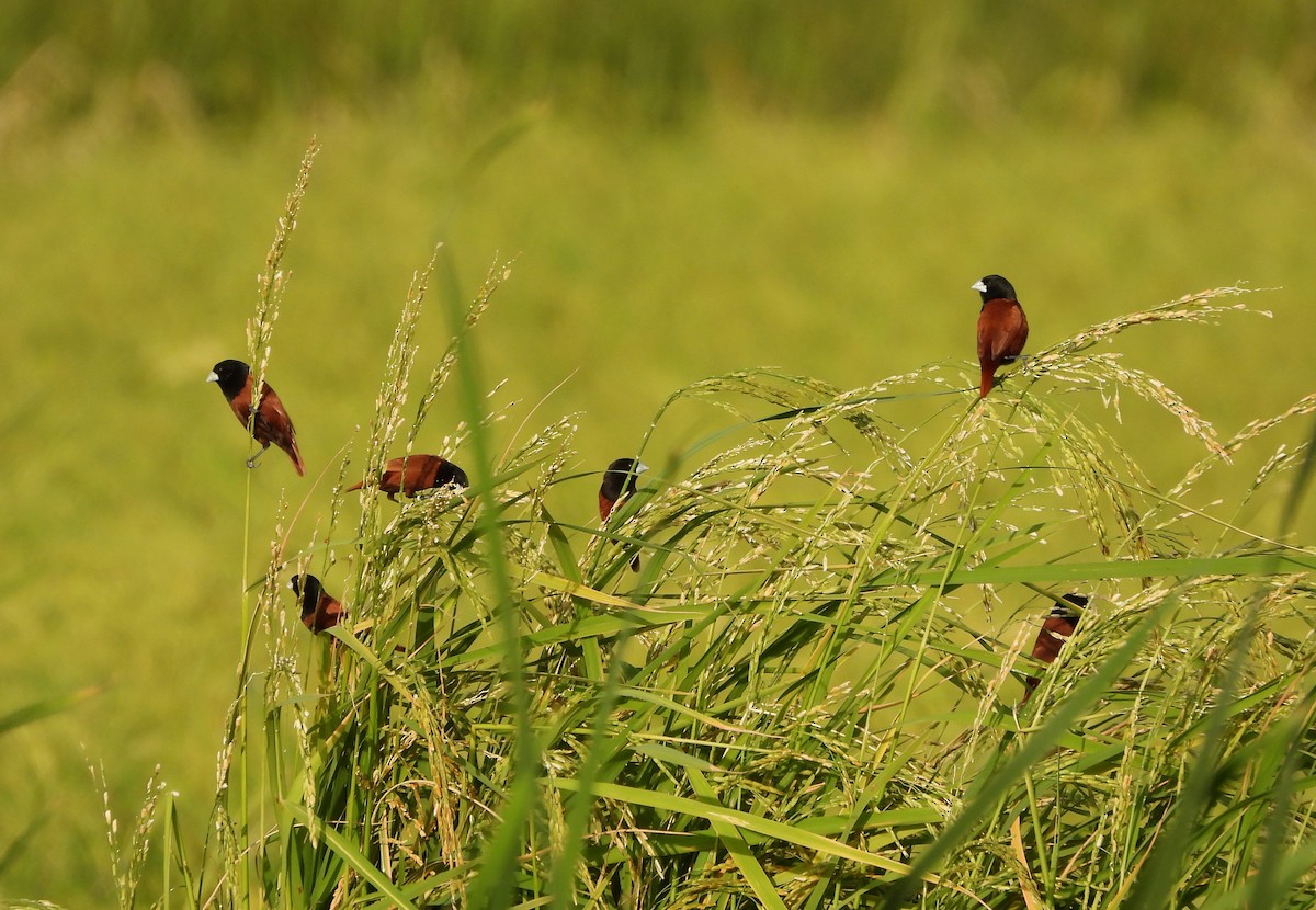 Capucin à tête noire - ML647782923
