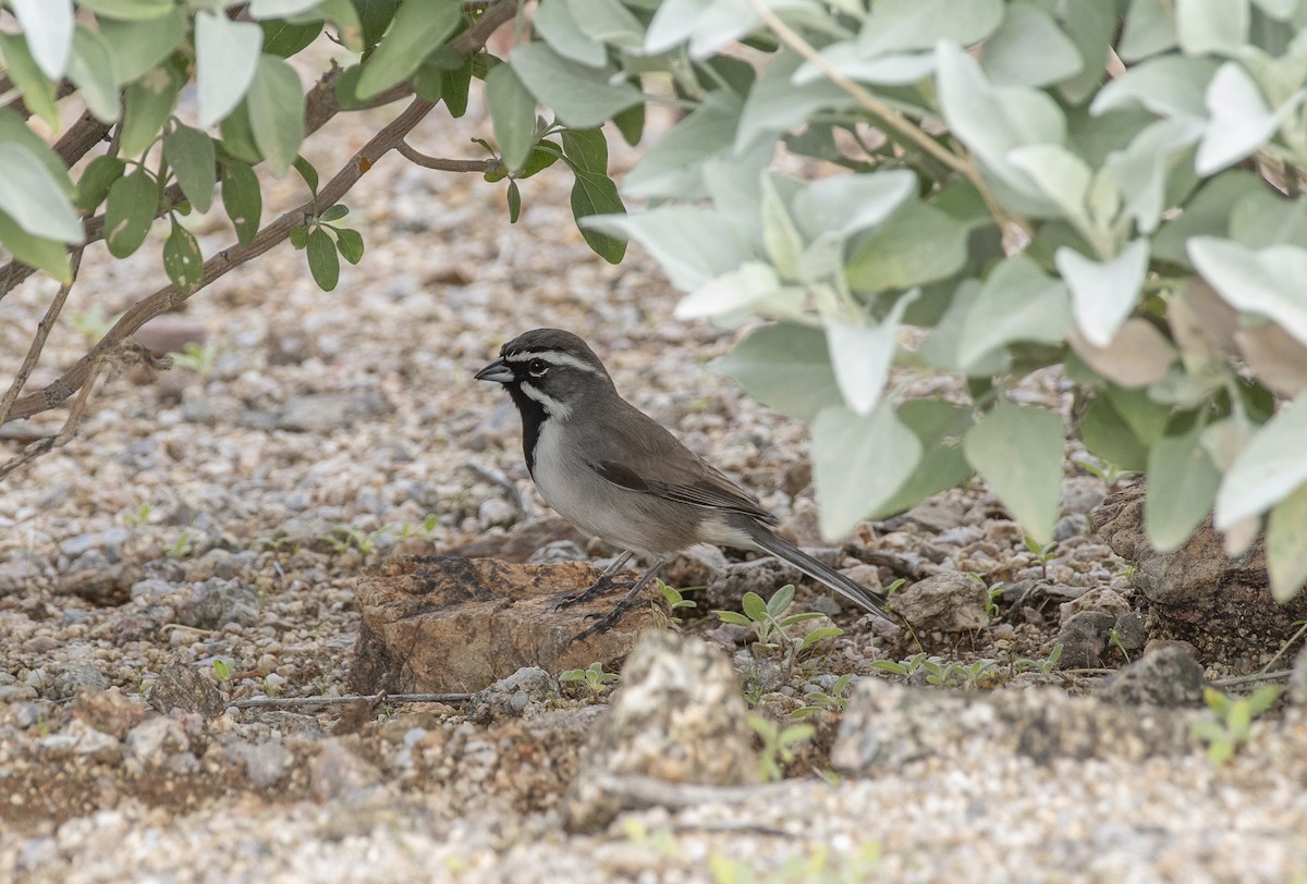 ノドグロヒメドリ - ML647782938