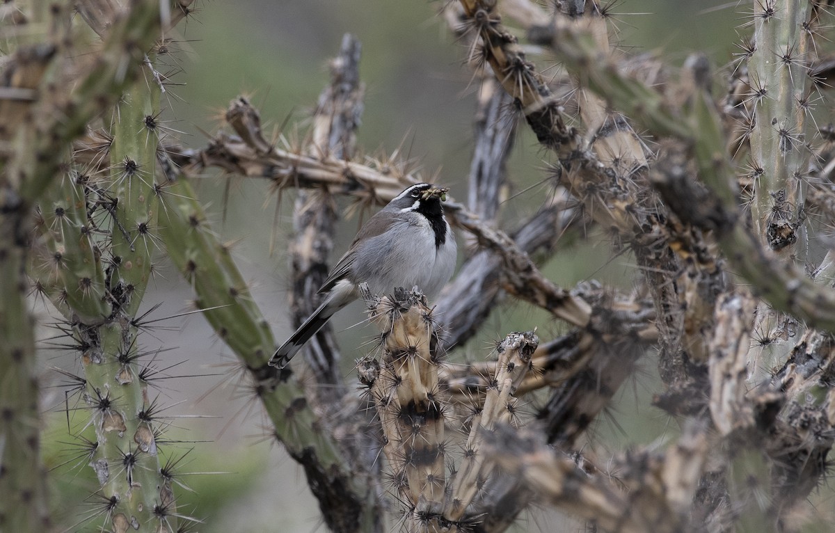 ノドグロヒメドリ - ML647782940