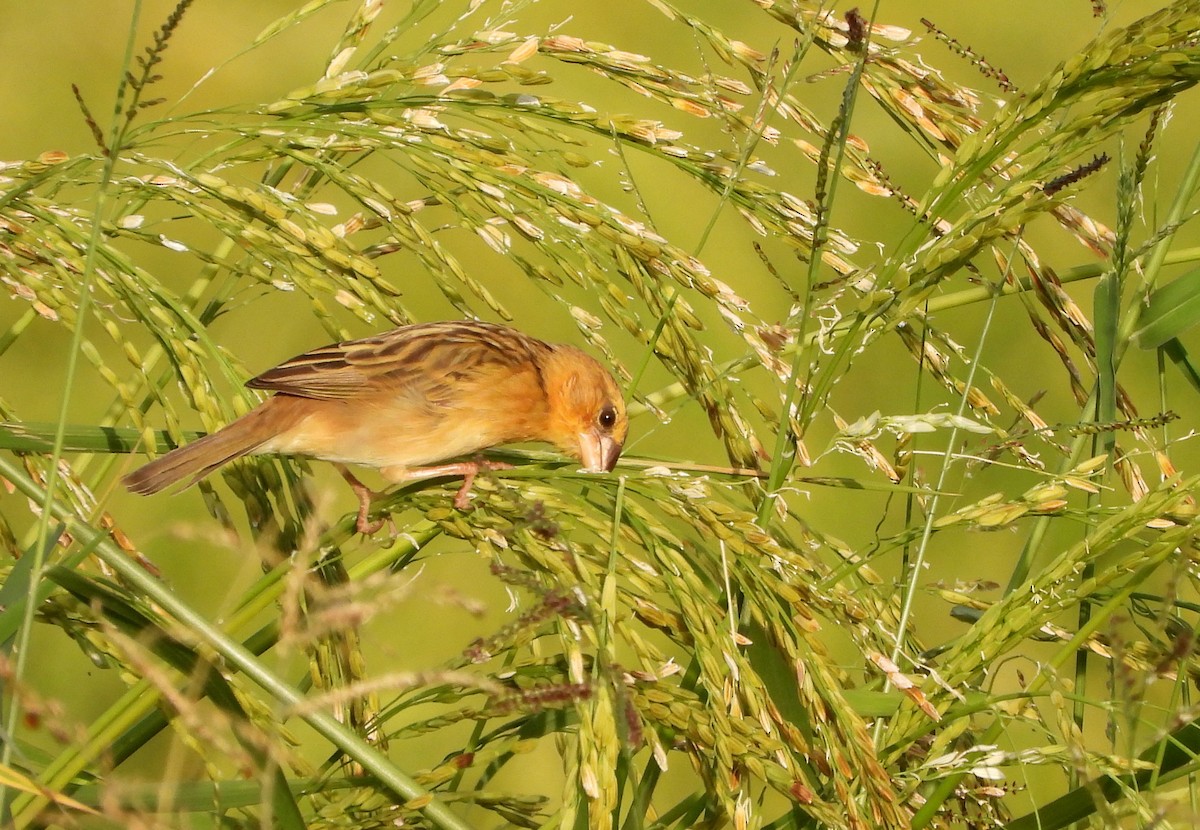Asian Golden Weaver - ML647782941