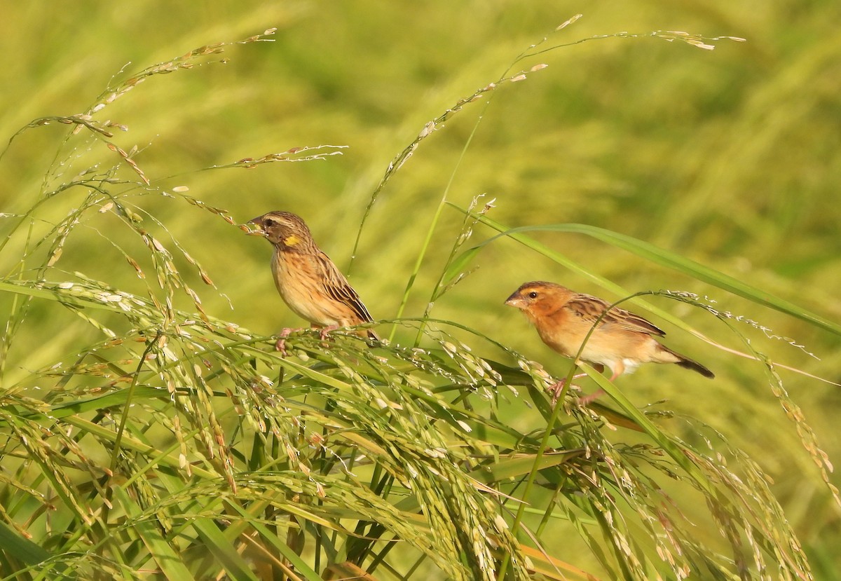 Asian Golden Weaver - ML647782942