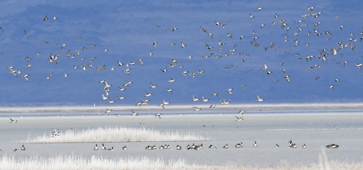 Cuchara Común - ML647782966