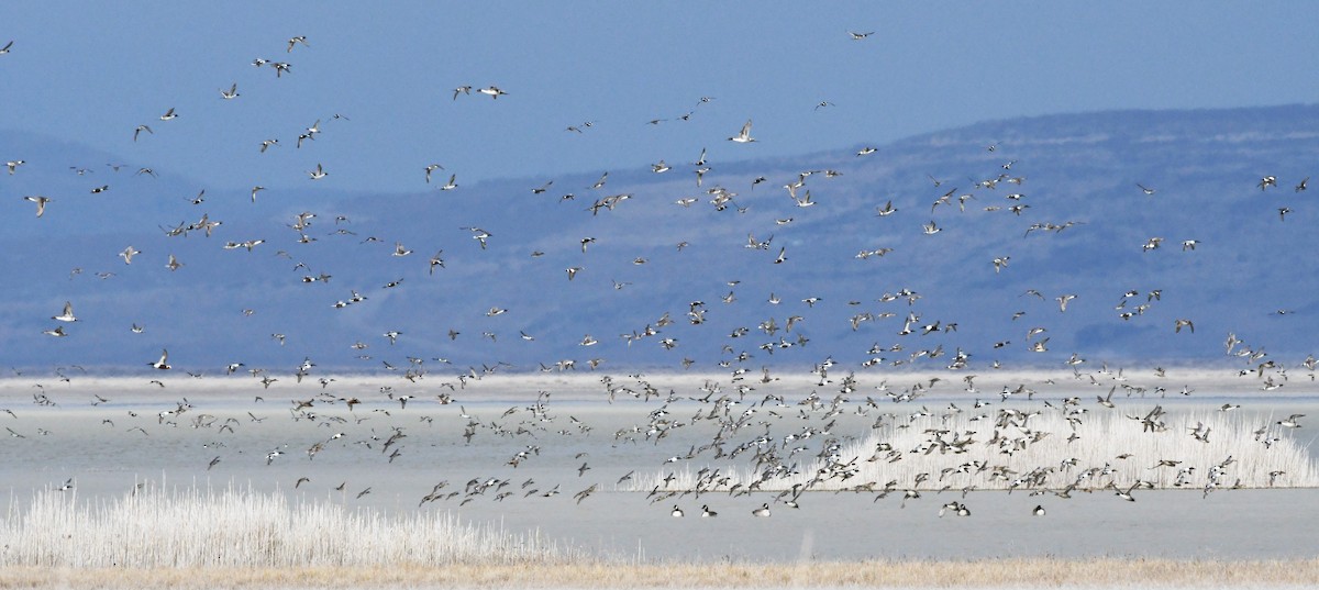 Cuchara Común - ML647782967