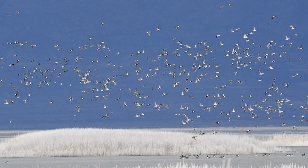 Cuchara Común - ML647782968