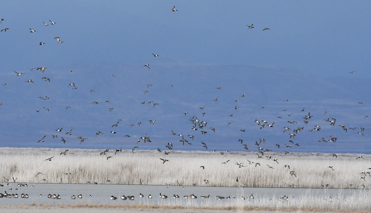 Cuchara Común - ML647782969