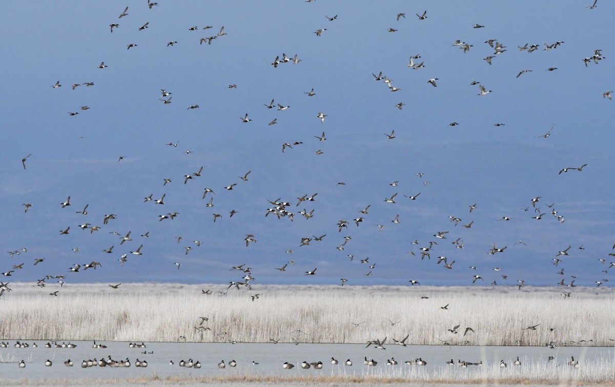 Cuchara Común - ML647782971