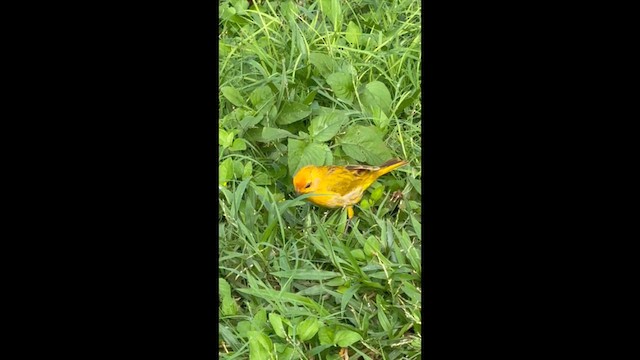 Посвірж золотоголовий - ML647782994