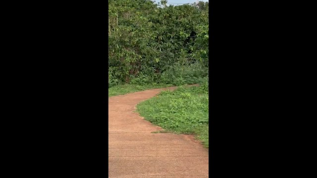 Посвірж золотоголовий - ML647782996