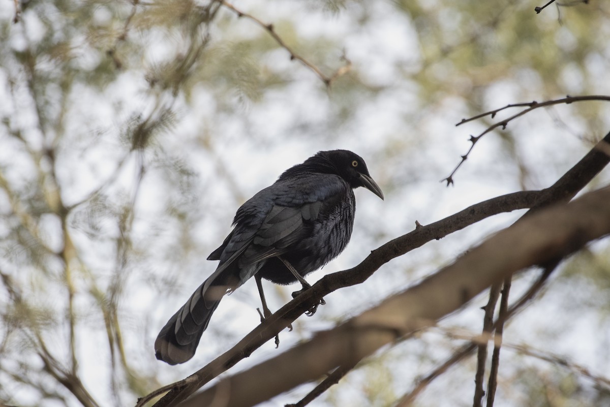 Great-tailed Grackle - ML647783009