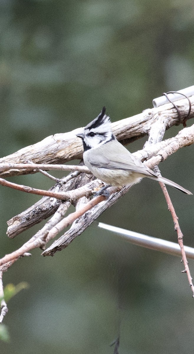 Bridled Titmouse - ML647783038