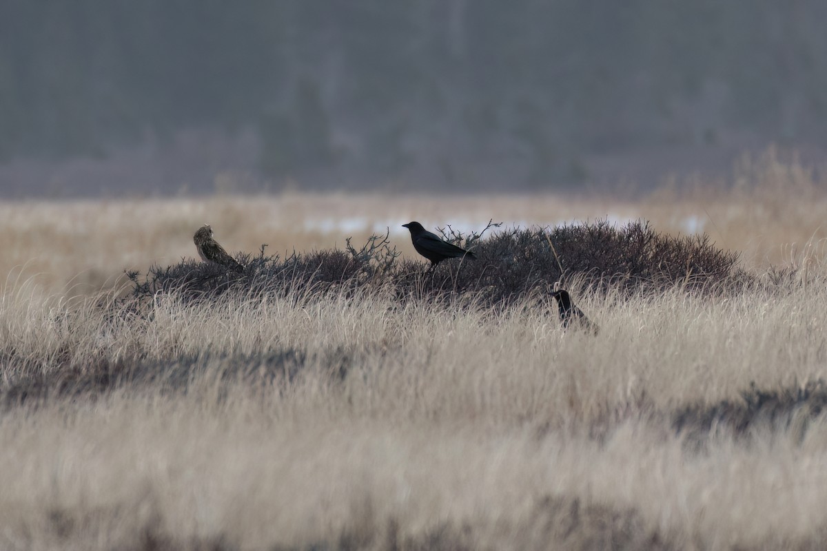 Short-eared Owl - ML647783041