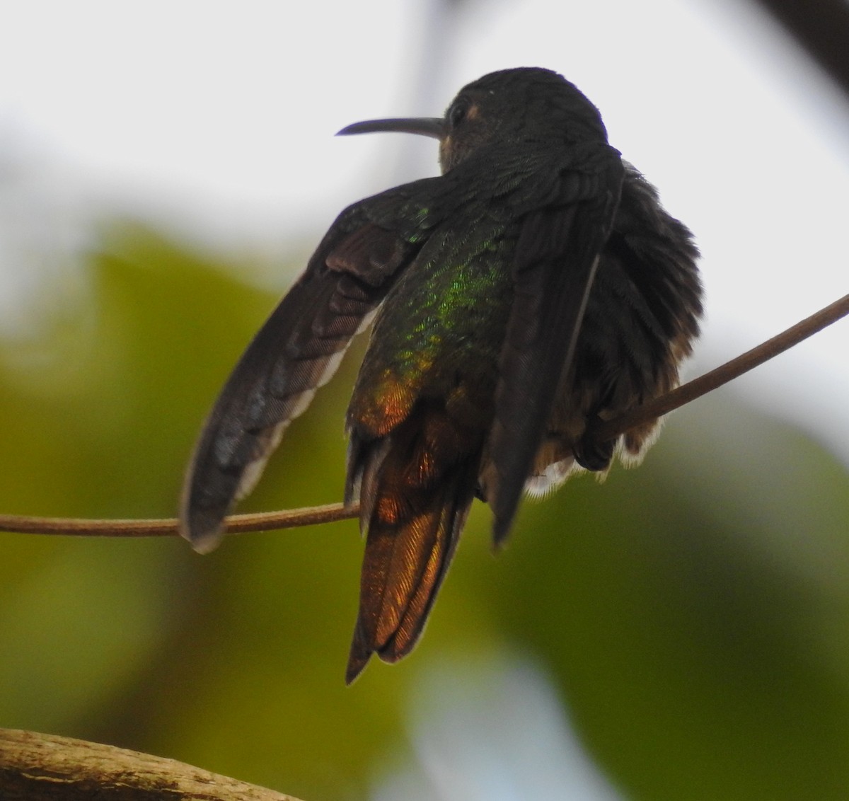 Golden-tailed Sapphire - ML647783064