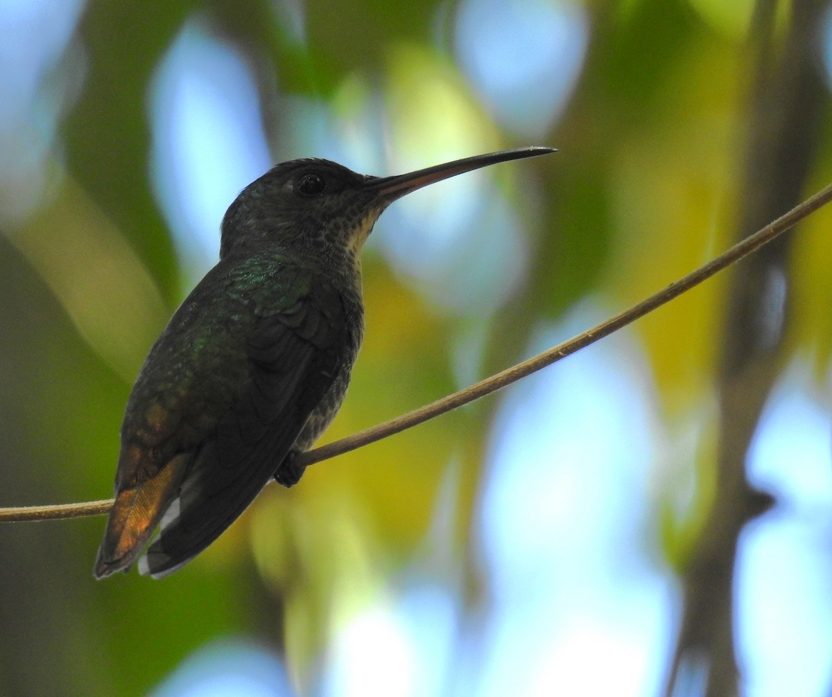 Golden-tailed Sapphire - ML647783065