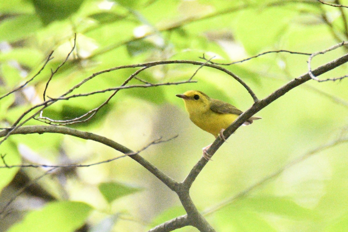 クロズキンアメリカムシクイ - ML647783081