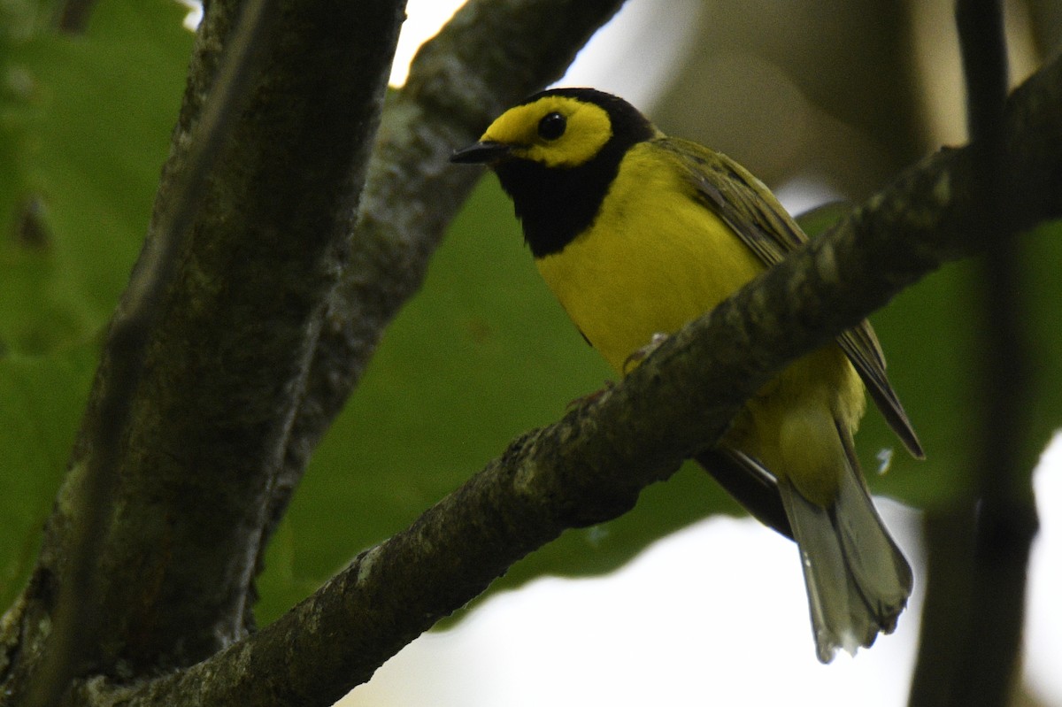 クロズキンアメリカムシクイ - ML647783082