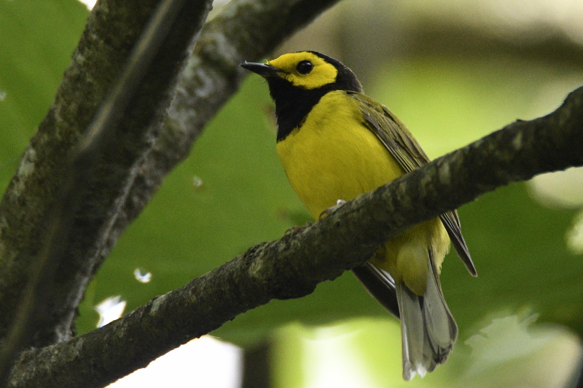 クロズキンアメリカムシクイ - ML647783083