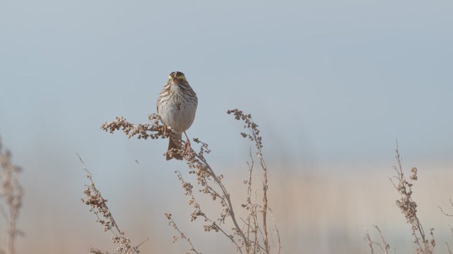 Пасовник савановий - ML647783089