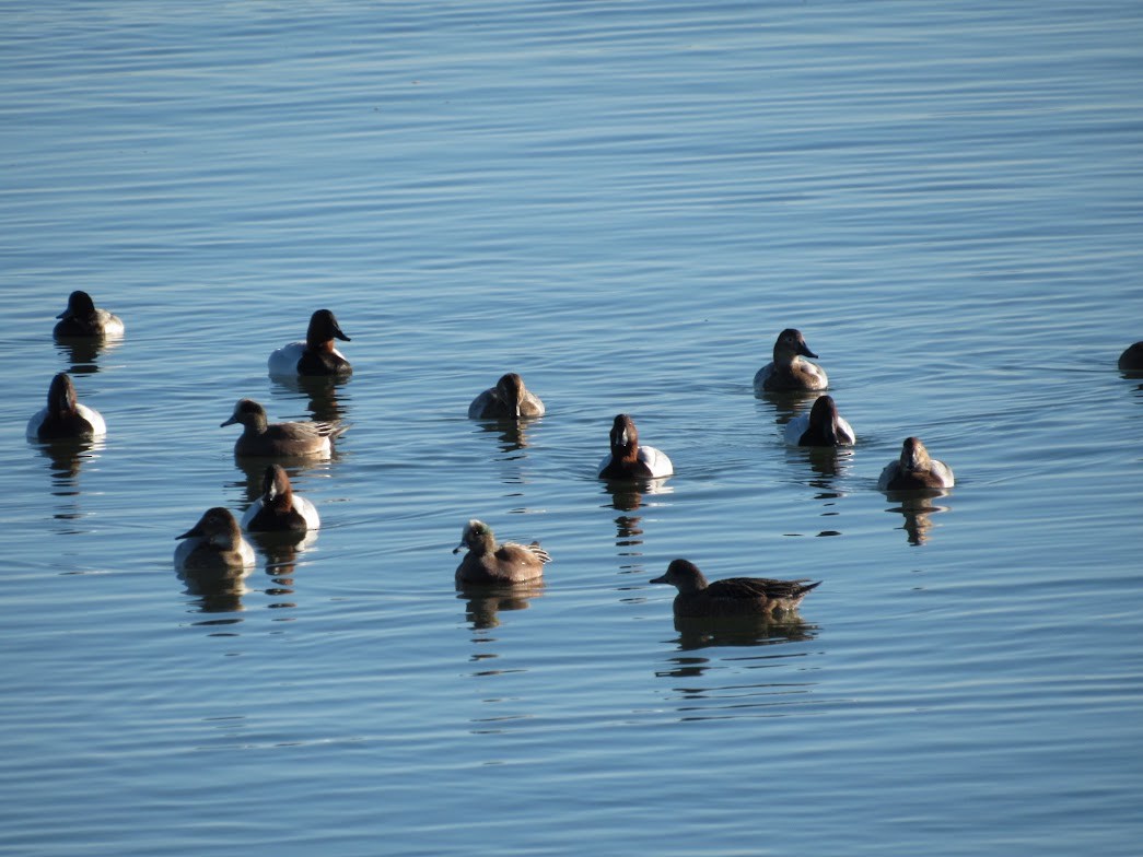 Murgilari bizkarzuria - ML647783133