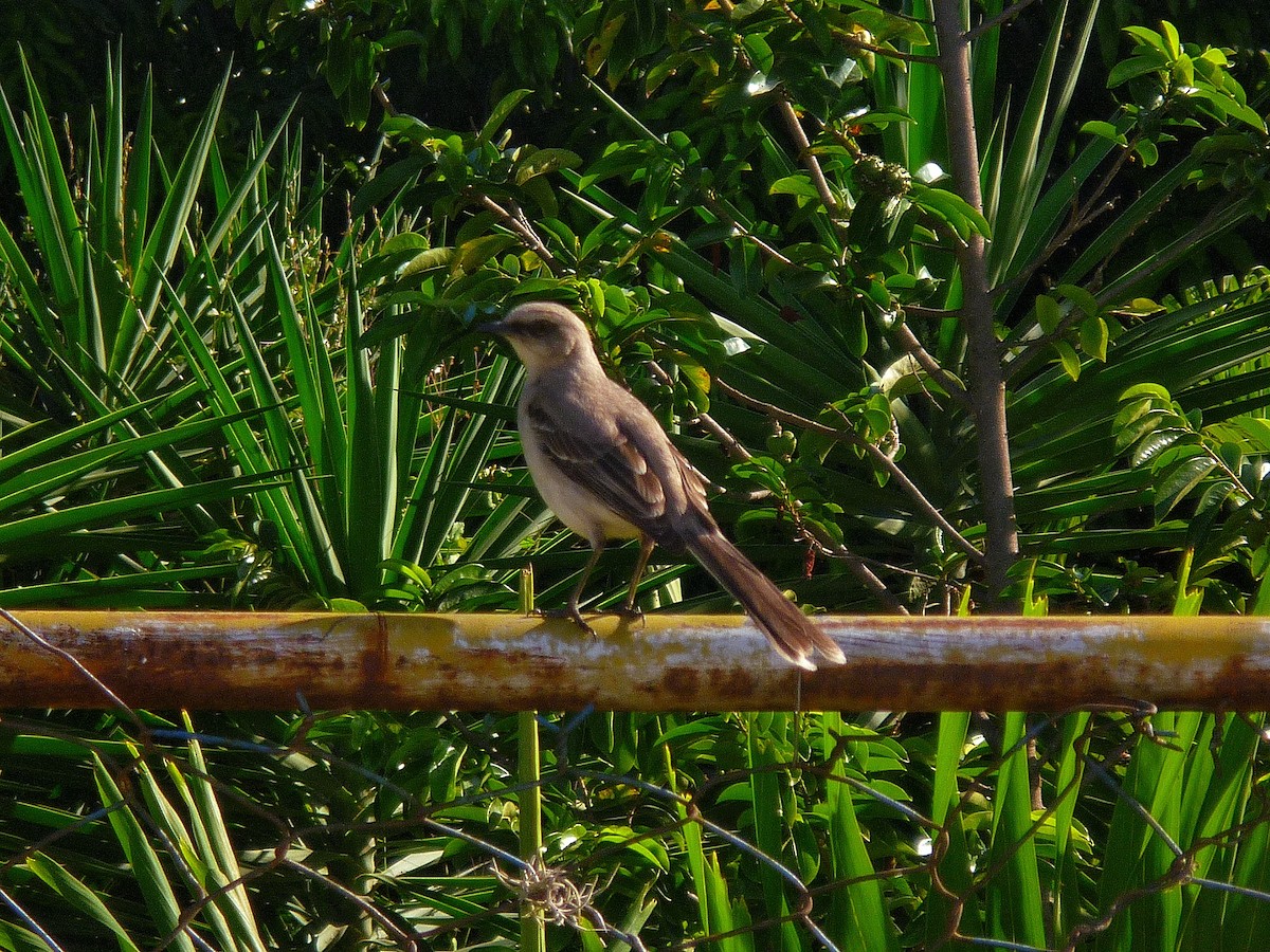 Tropikal Taklitçi - ML647783162