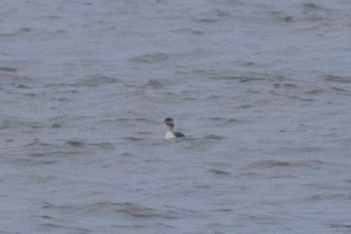 Красношейная поганка - ML647783168