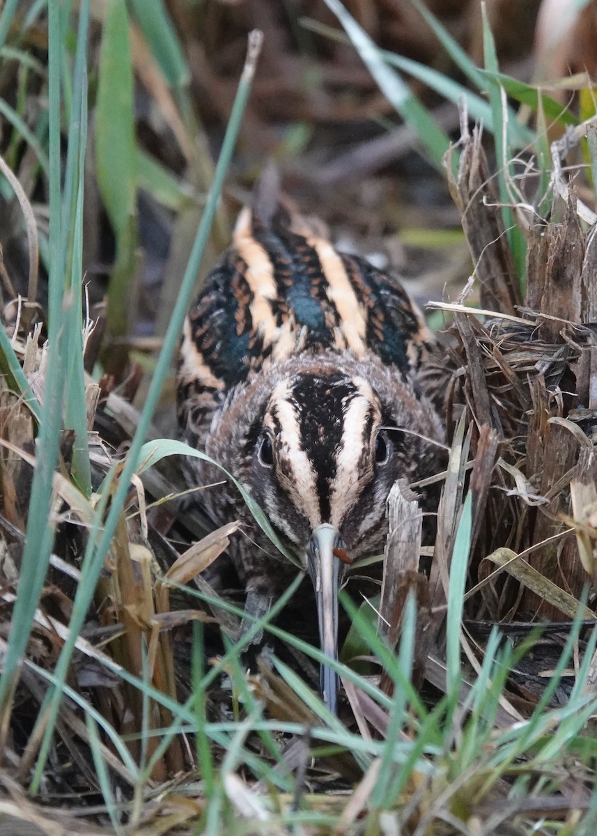 Jack Snipe - ML647783201