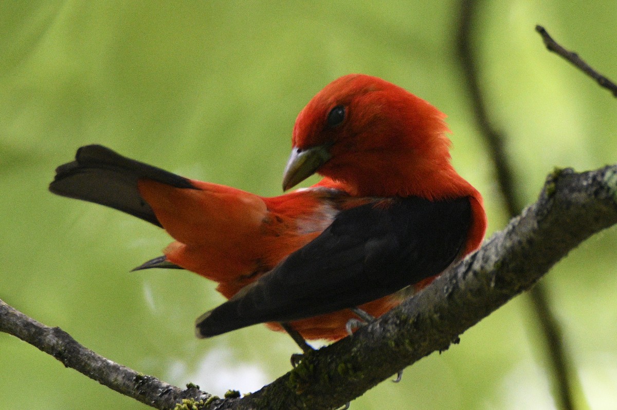 Scarlet Tanager - ML647783215