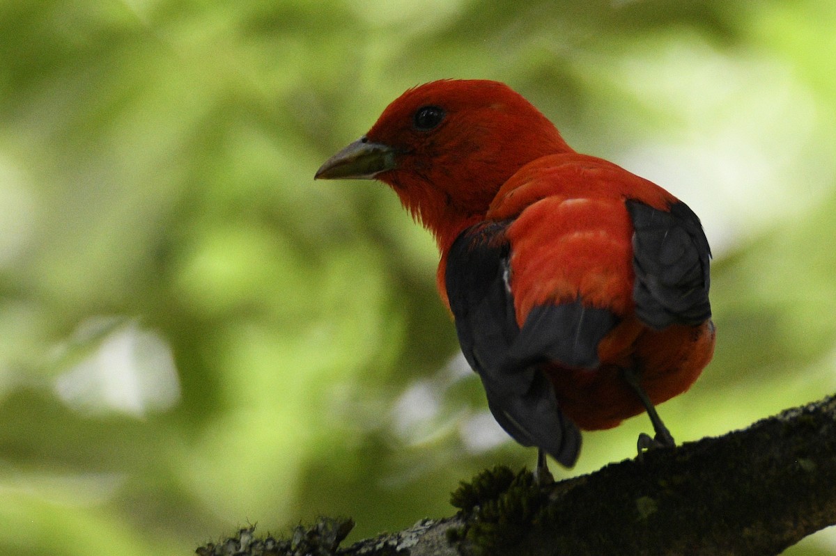 Scarlet Tanager - ML647783216