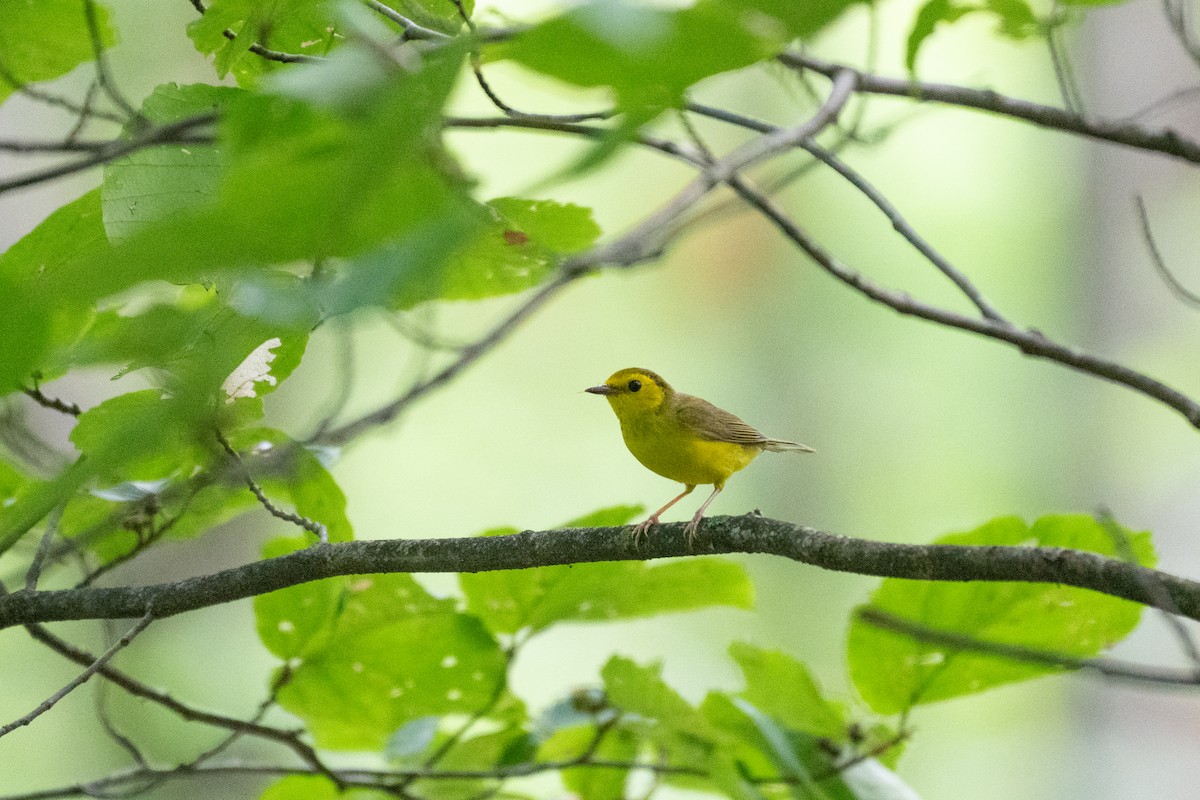 lesňáček kápový - ML647783247