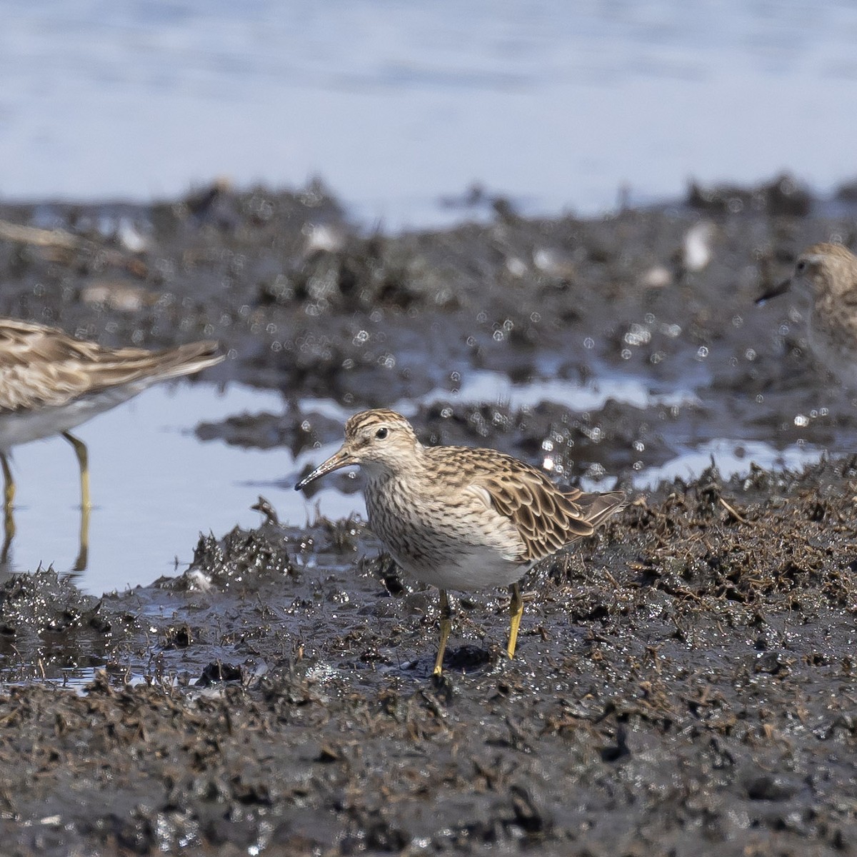 Побережник арктичний - ML647783248