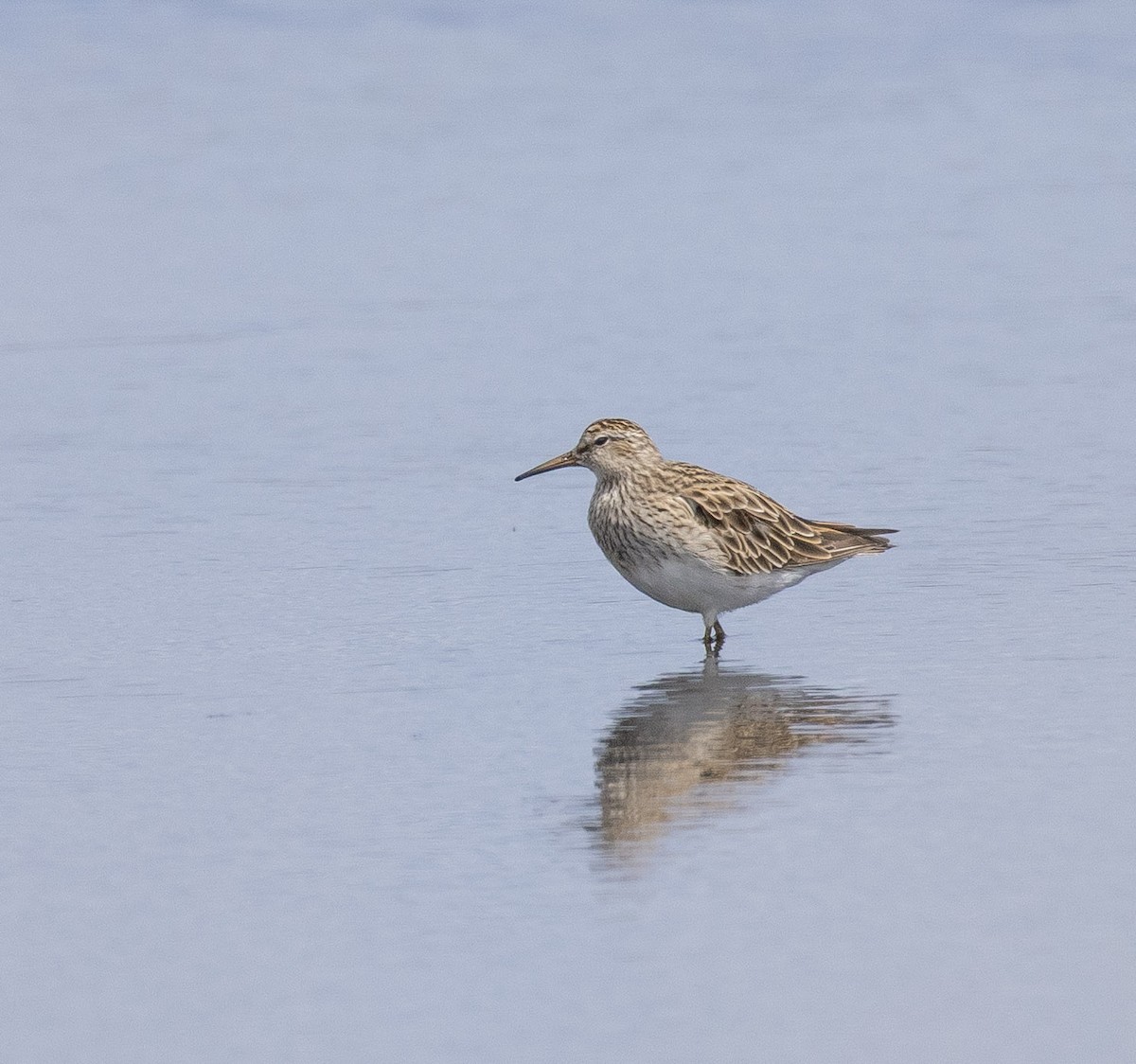 Побережник арктичний - ML647783249