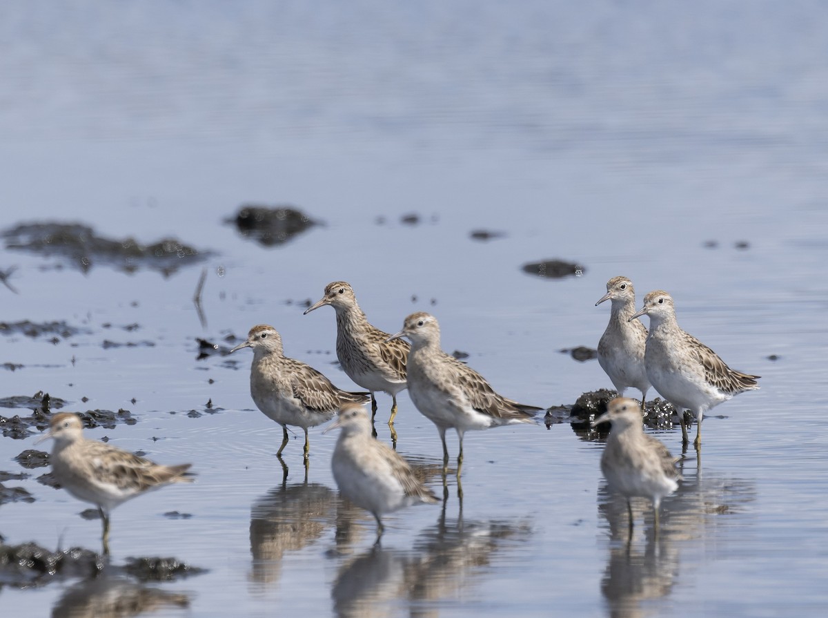 Побережник арктичний - ML647783251