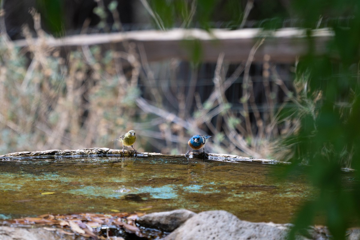 Lazuli Bunting - ML647783253