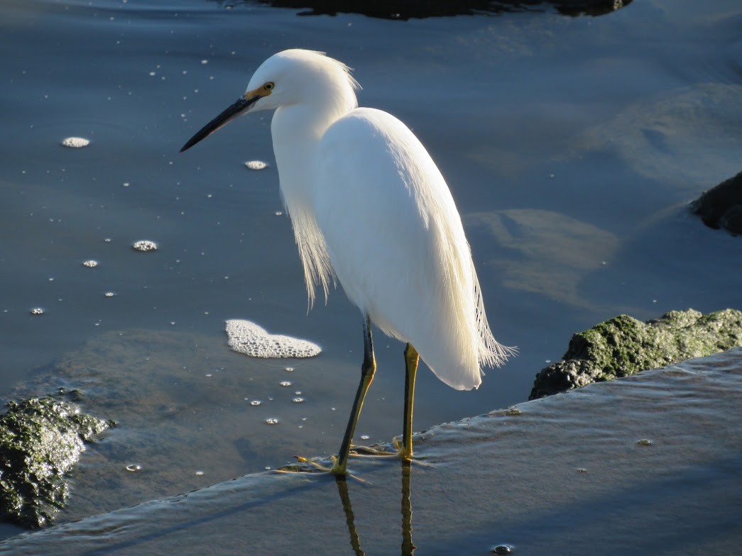 Snowy Egret - ML647783259