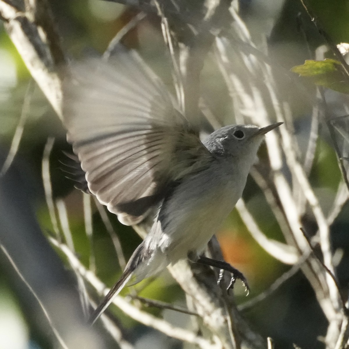 Blue-gray Gnatcatcher - ML647783262