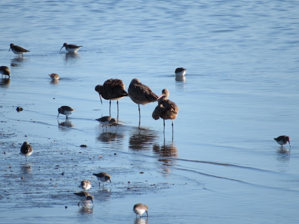 Marbled Godwit - ML647783286