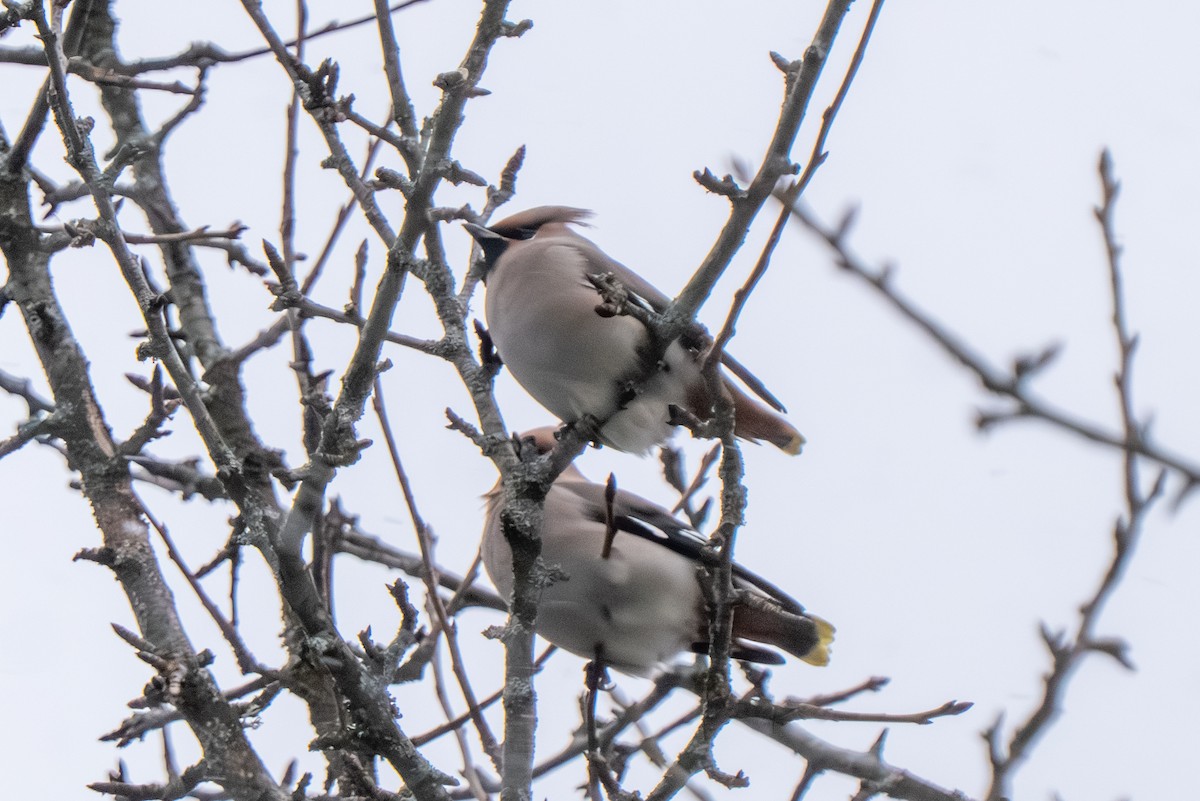 Ampelis Europeo - ML647783297