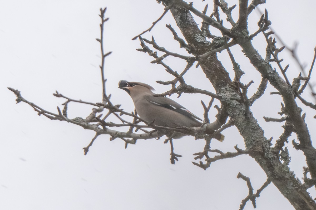 Ampelis Europeo - ML647783298