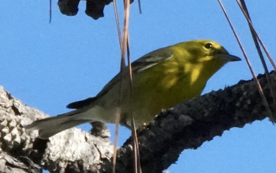 Pine Warbler - ML647783311