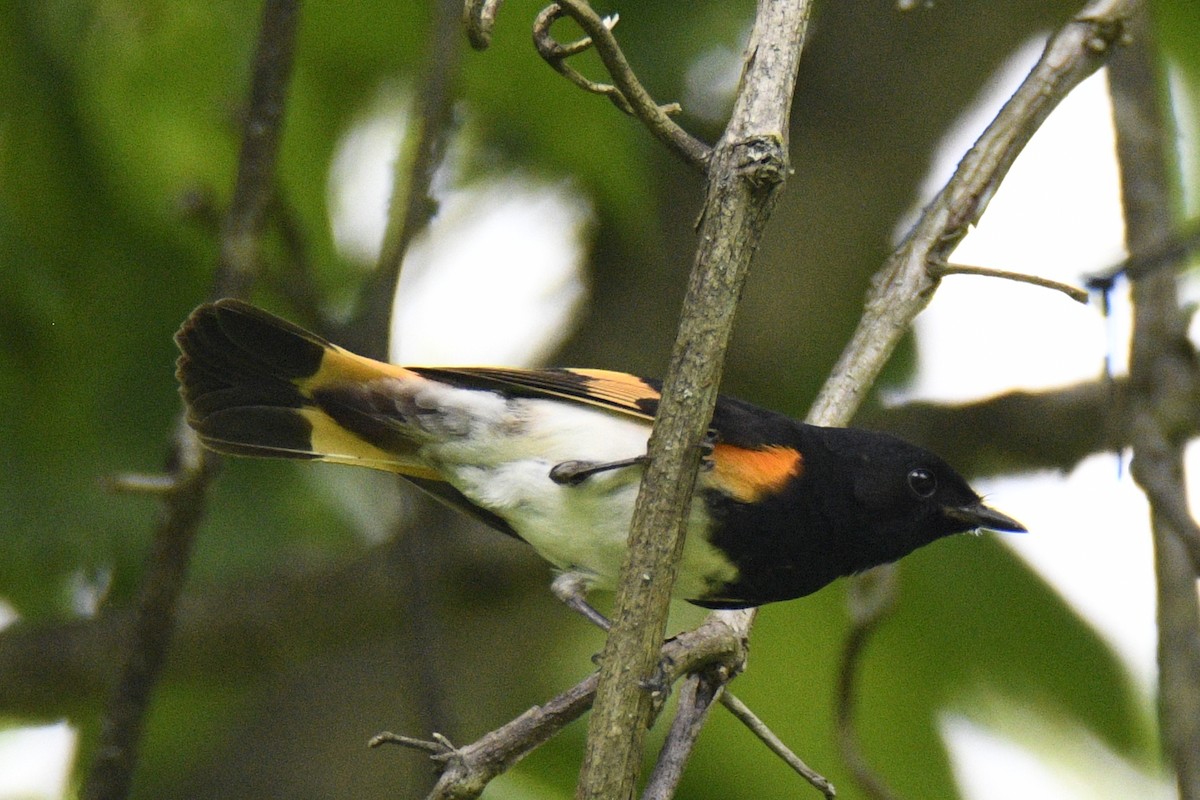 סבכון חכלילי - ML647783335